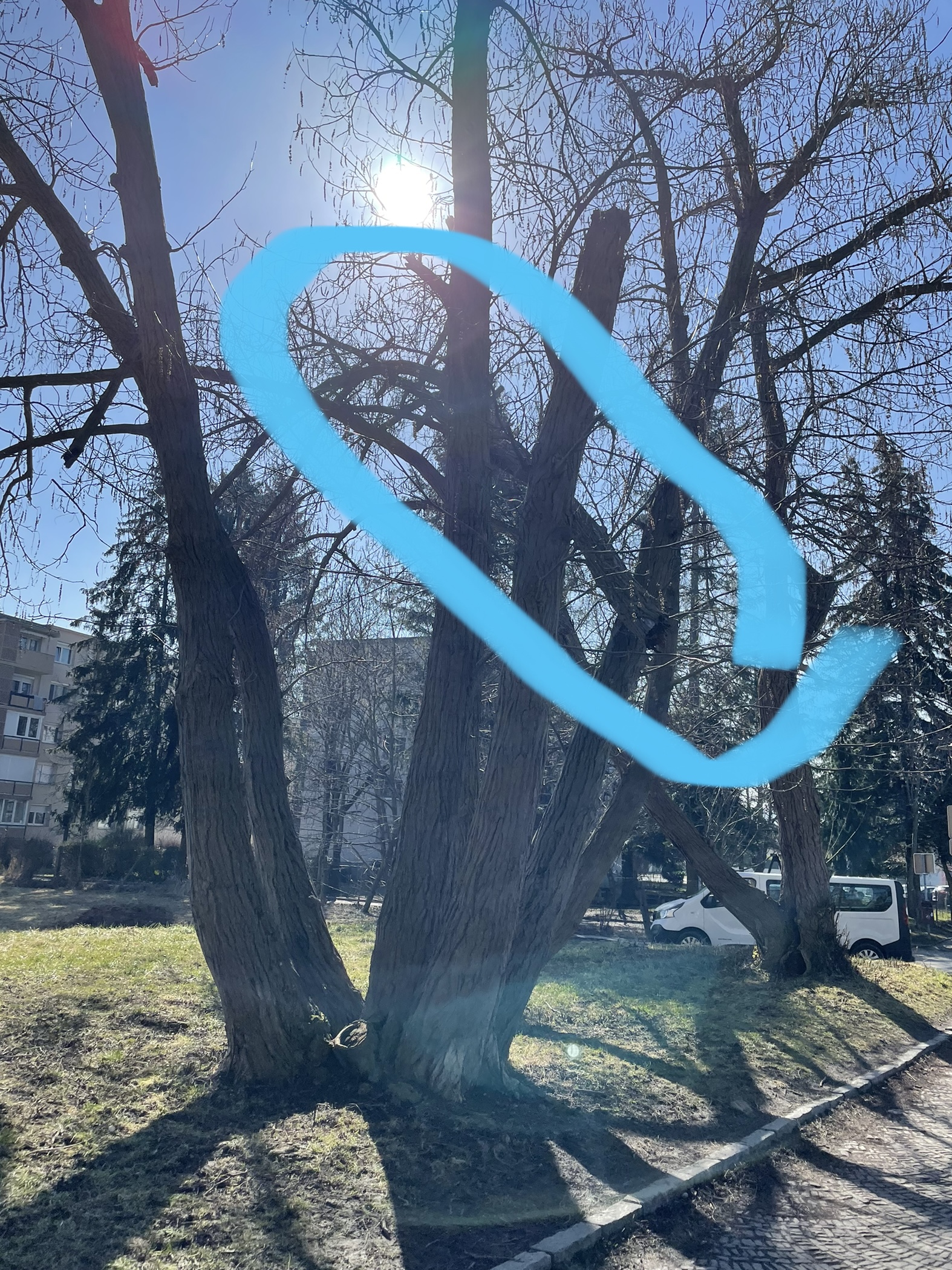 Zlomljeno drevo - drevored ob Vrbanski cesti