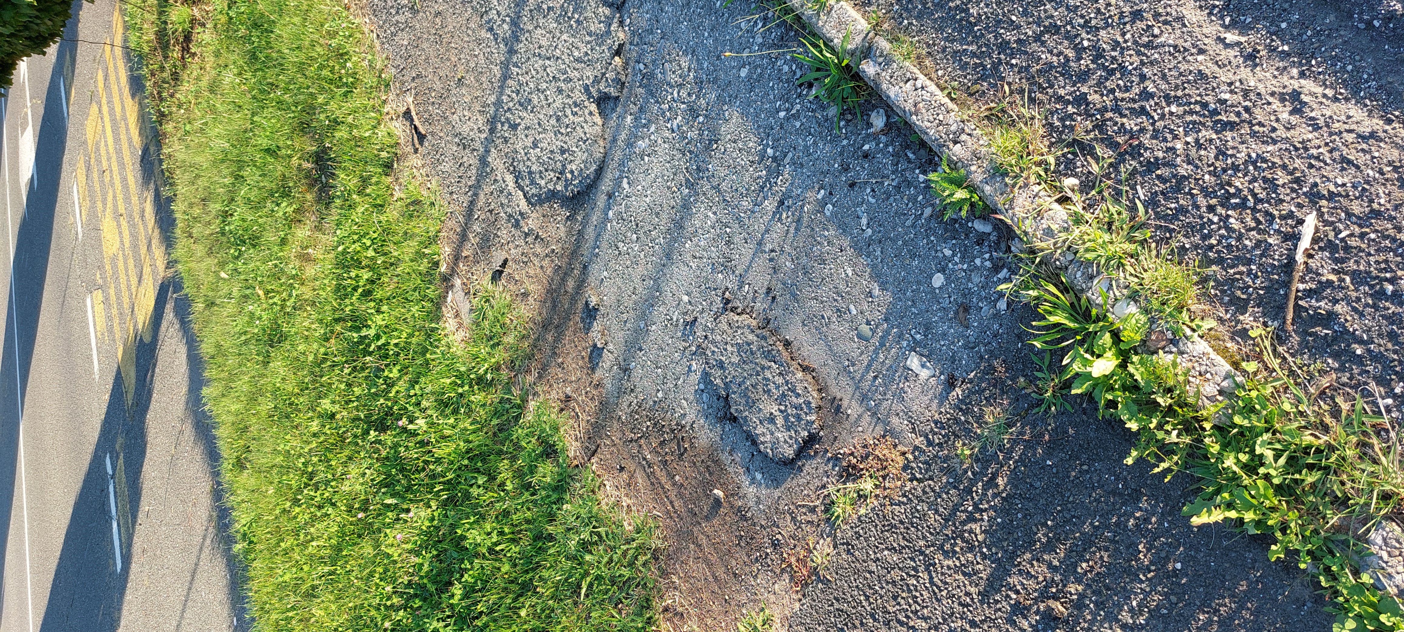 Nevarno dotrajana in zaraščena kolesarka steza