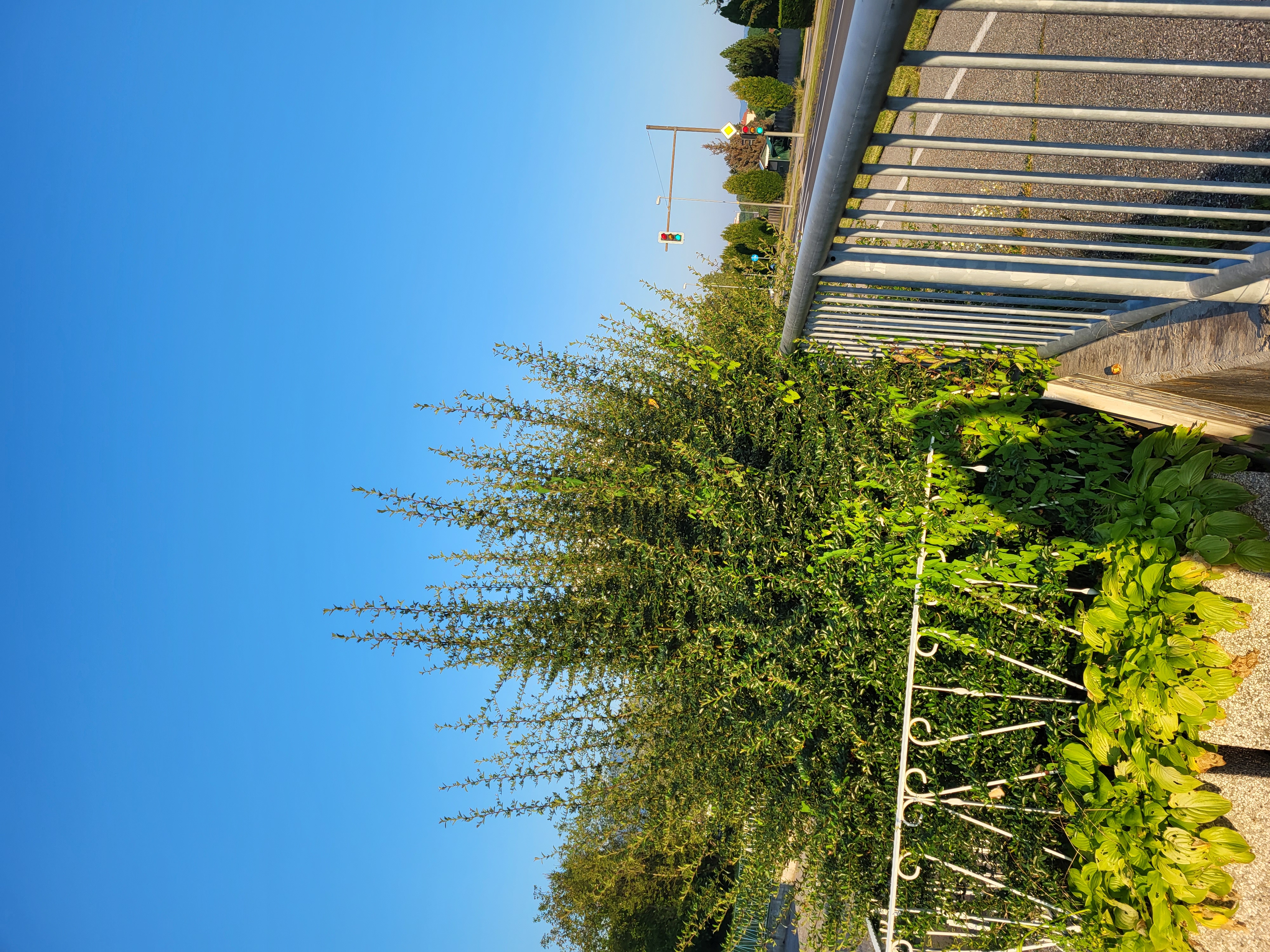 Visoka živa meja - Prečna ulica