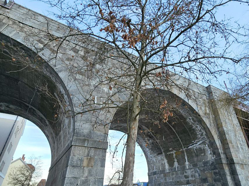 Odlomljena veja platane pod Starim mostom