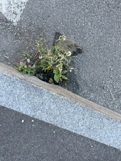 Zaraščeni odtoki za vodo na cestah