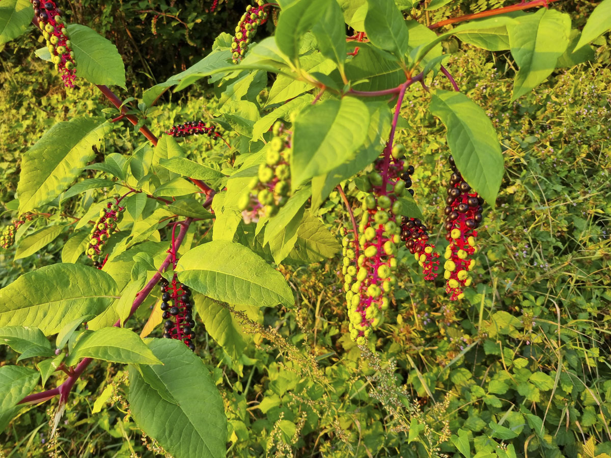 Strupena navadna barvilnica na Dravskem nabrežju