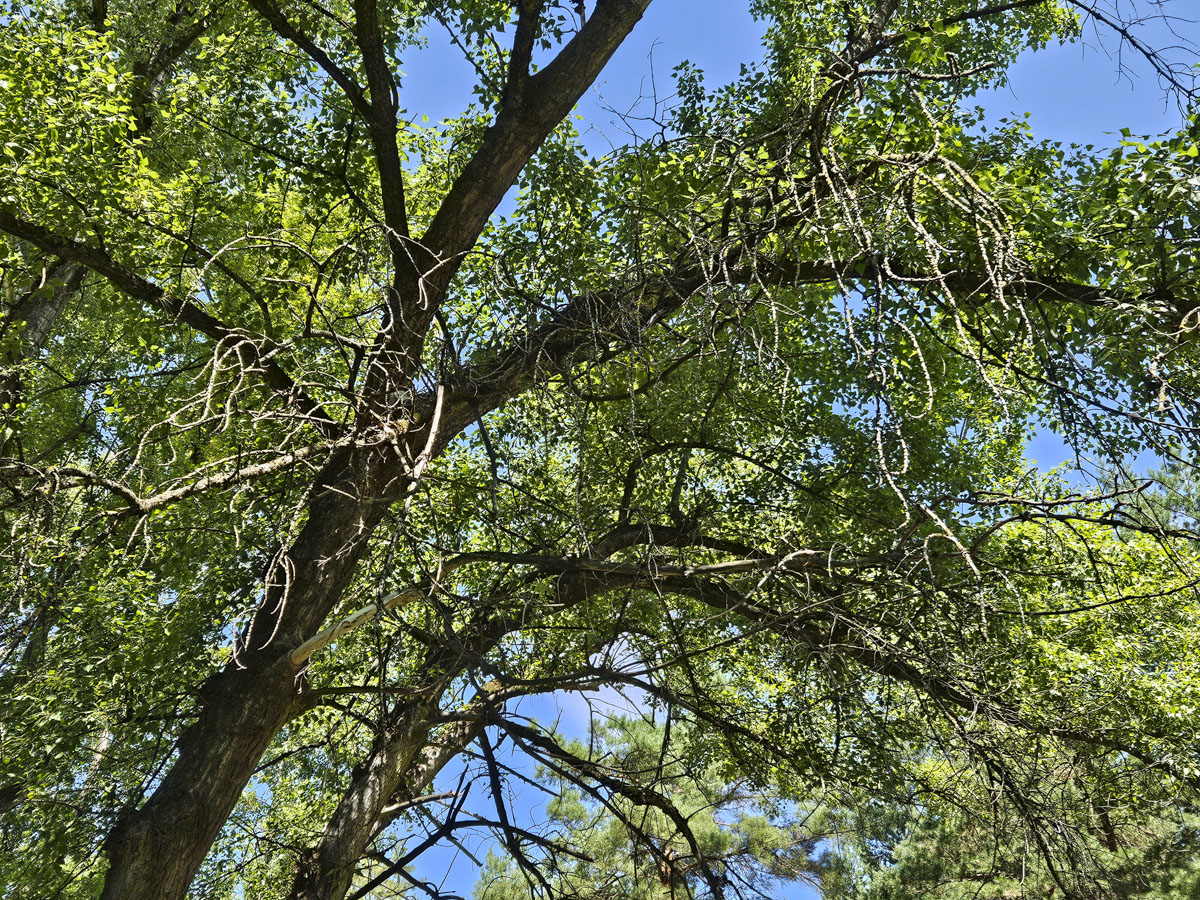 Posušene veje drevesa pred Mariborskim otokom