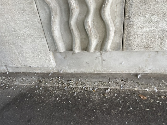 Golobji iztrebki podhod Meljska