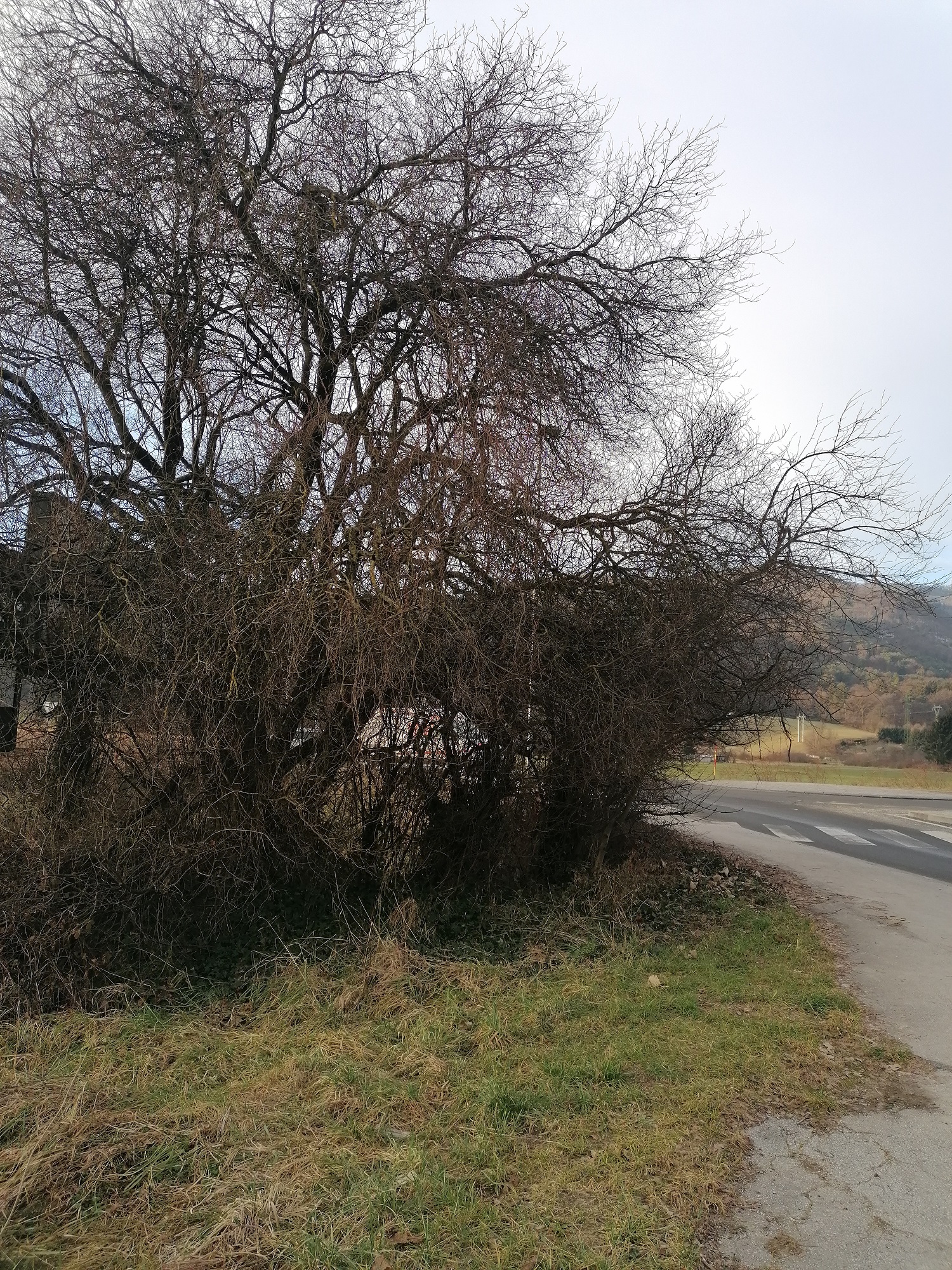 Veje, ki visijo čez pločnik pred rondojem