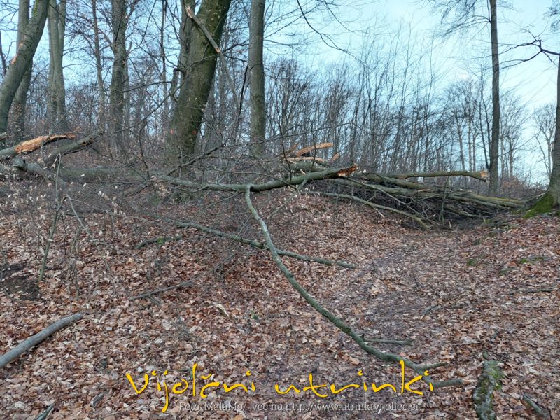 Polomljeno drevo s kupom vej na poti na Mestni vrh