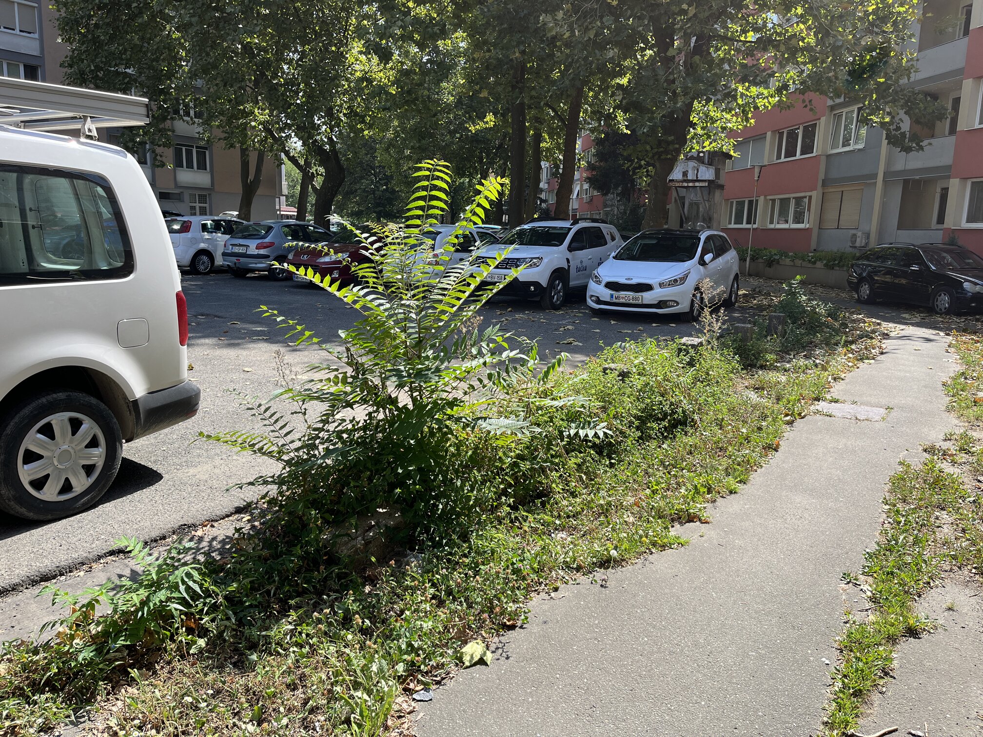 Vzdrževanje okolice - Frankolovska ulica